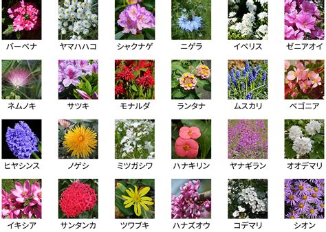 花 種類|花の名前一覧（名前や開花時期、画像から検索） 